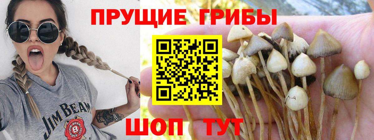 Нововоронеж  Галлюциногенные грибы Psilocybe  Вход с VPN 